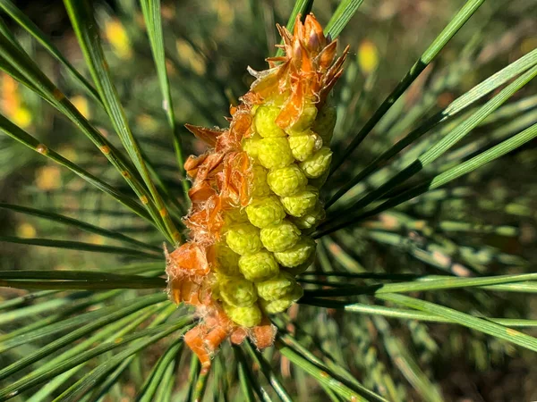 Neue Kiefernzapfen Sprießen Auf Zweigen Der Östlichen Weißkiefer Hochwertiges Foto — Stockfoto