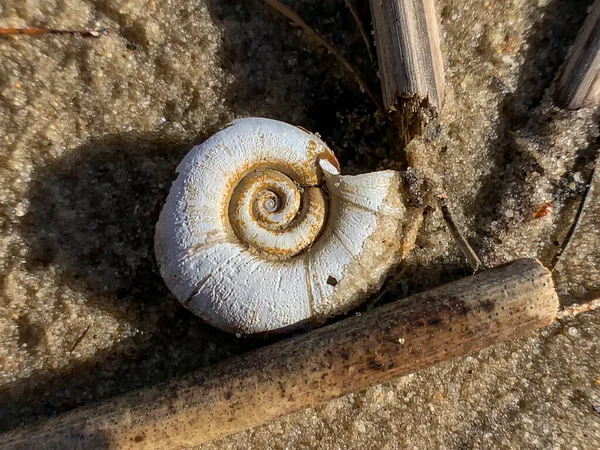 Närbild Makro Foto Skal Stor Planorbarius Hornhinna Eller Stor Ramshorn — Stockfoto