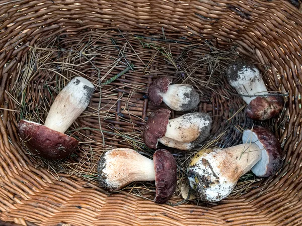 White Mushrooms Butyriboletus Regius Boletus Regius Basket Forest Glade High — Stock Photo, Image