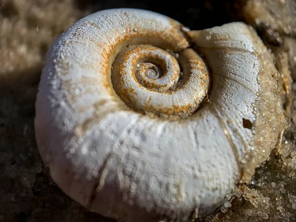 Närbild Makro Foto Skal Stor Planorbarius Hornhinna Eller Stor Ramshorn — Stockfoto