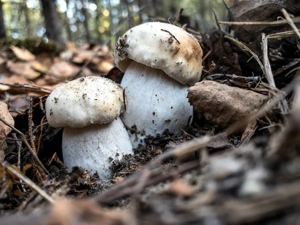 Cogumelos Boletus Edulis Crescem Floresta Foto Alta Qualidade — Fotografia de Stock