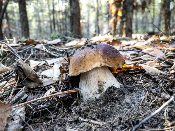 Svamp Boletus Edulis Växer Skogen Högkvalitativt Foto — Stockfoto