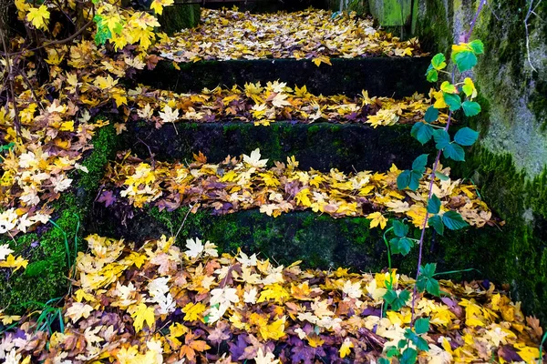 Antiguas Escaleras Piedra Están Cubiertas Con Hojas Amarillas Otoño Foto — Foto de Stock