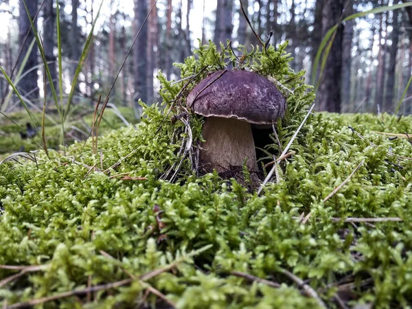 Vitsvamp Butyriboletus Regius Eller Boletus Regius Växer Skogen Högkvalitativt Foto — Stockfoto