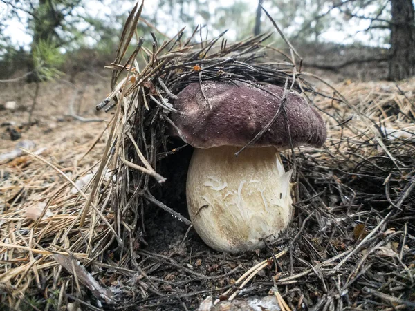 White Mushroom Butyriboletus Regius Boletus Regius Grow Forest High Quality — Stock Photo, Image