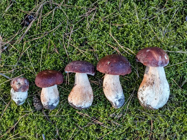 Verschiedene Größen Weißer Pilze Butyriboletus Regius Oder Steinpilz Regius Liegen — Stockfoto