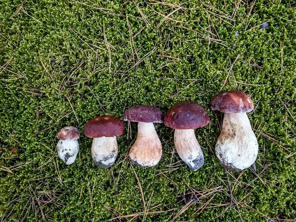 Dimensioni Diverse Funghi Bianchi Butyriboletus Regius Boletus Regius Trovano Muschio — Foto Stock