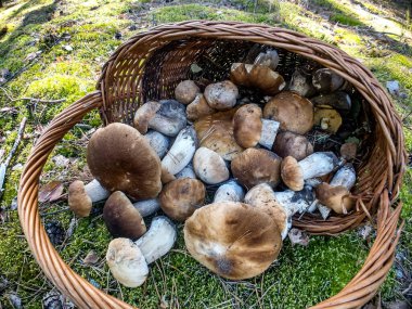 Ormanda bir sepetin içinde mantar Boletus edulis. Yüksek kalite fotoğraf