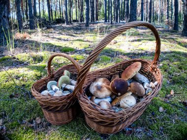 Ormanda bir sepetin içinde mantar Boletus edulis. Yüksek kalite fotoğraf