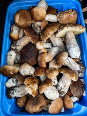 Markette satılan bir sepette çiğ mantar Boletus edulis. Yüksek kalite fotoğraf