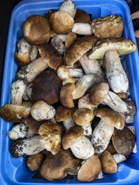 Markette satılan bir sepette çiğ mantar Boletus edulis. Yüksek kalite fotoğraf