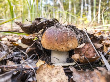 Mantar mantarı Boletus edulis ormanda yetişir. Yüksek kalite fotoğraf
