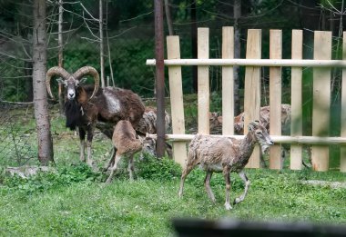 Mouflons Ovis Gmelini, Ukrayna 'daki Karpat Dağları' nda bir çiftlikte. Yüksek kalite fotoğraf