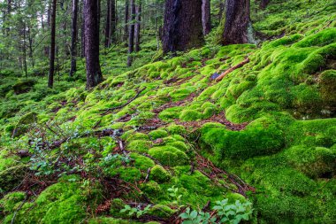 Vahşi bir dağ ormanında tüylü, parlak yeşil yosun. Karpat Dağları, Ukrayna. Yüksek kalite fotoğraf