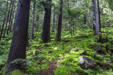 Vahşi bir dağ ormanında tüylü, parlak yeşil yosun. Karpat Dağları, Ukrayna. Yüksek kalite fotoğraf