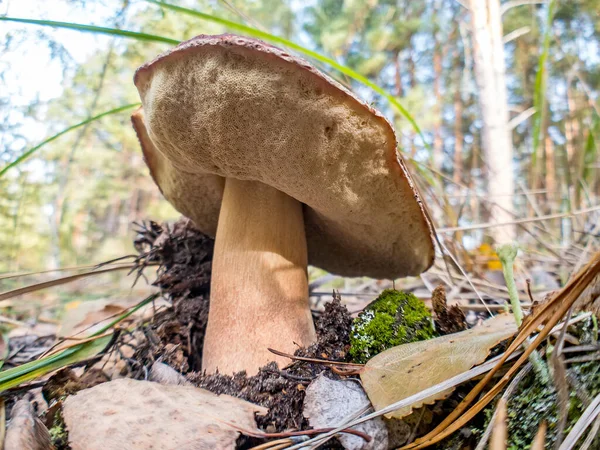 White mushroom Butyriboletus regius or boletus regius grow in the forest. — Stock Photo, Image