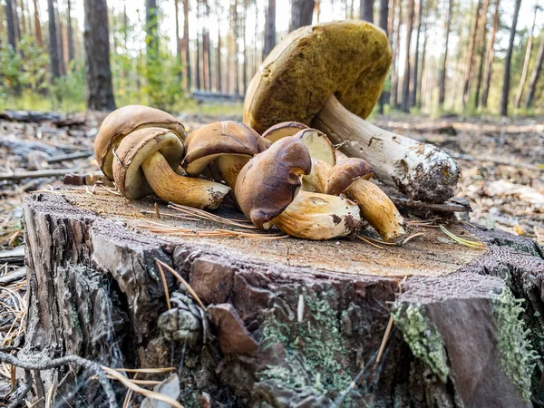 Nyskördad Xerocomus badius-svamp ligger på stubben i skogen. — Stockfoto