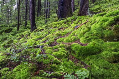 Vahşi bir dağ ormanında tüylü, parlak yeşil yosun. Karpat Dağları, Ukrayna. Yüksek kalite fotoğraf
