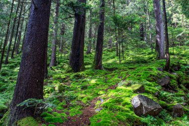 Vahşi bir dağ ormanında tüylü, parlak yeşil yosun. Karpat Dağları, Ukrayna. Yüksek kalite fotoğraf