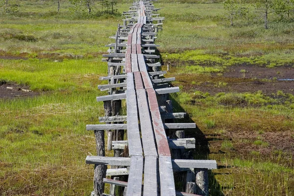 Schmale Holzstege Durch Unwegsamen Sumpf Gebiet Archangelsk Russland — Stockfoto