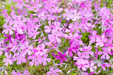 Pembe çiçekler Phlox subulate, yakın çekim