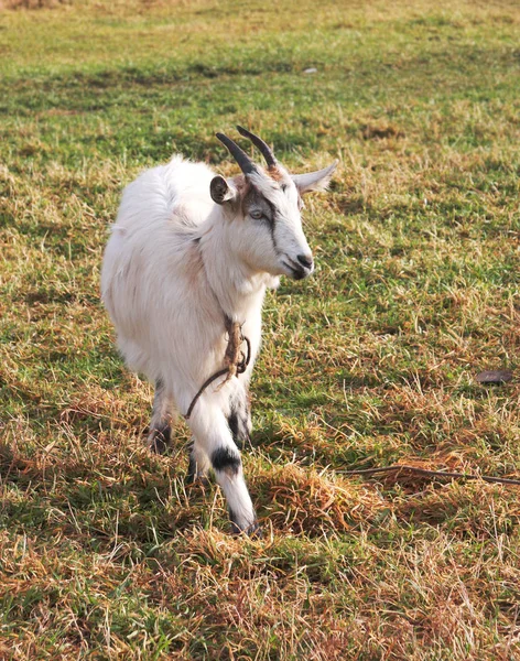 White Goat Autumn Meadow — Stock Photo, Image