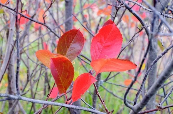 Rote Blätter Von Aronia Strauch Herbst — Stockfoto