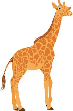 Giraffe, the long-necked guest from Africa