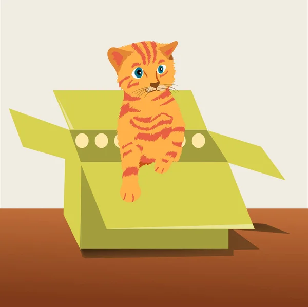 Kitten in the box — Stock Vector