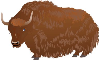 Tibet sığırı