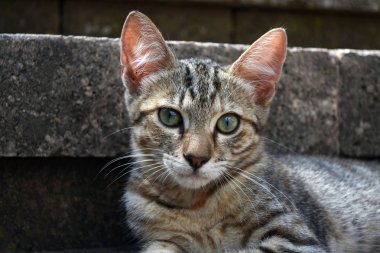 Tabby kedi açık bir merdiven taş adım üzerinde rahatlatıcı