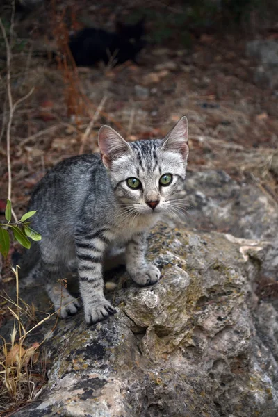 Young tabby cat on stone in forest. — Stock Photo, Image