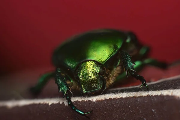 Portret van een kever Cetonia aurata. Macro foto. — Stockfoto