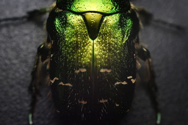 Portret van een kever Cetonia aurata. Macro foto. — Stockfoto