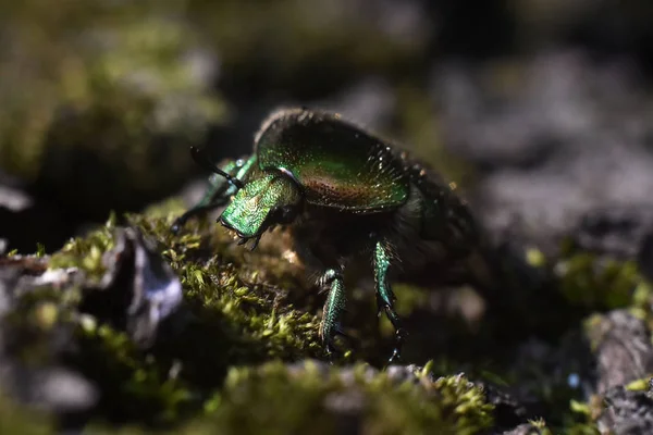 Retrato de un escarabajo Cetonia aurata. Macro foto . —  Fotos de Stock