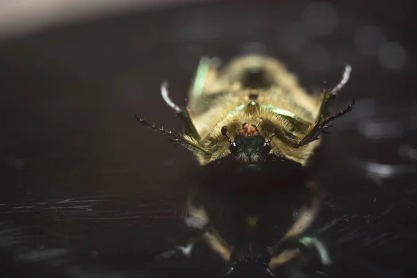 Porträt eines Käfers cetonia aurata. Makrofoto. — Stockfoto