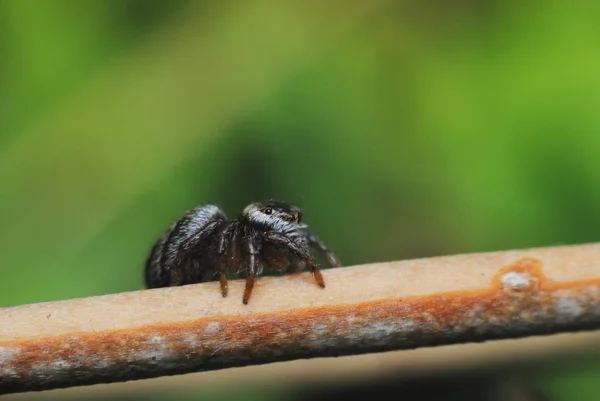 Schöne springende Spinne aus nächster Nähe in der Natur. — Stockfoto