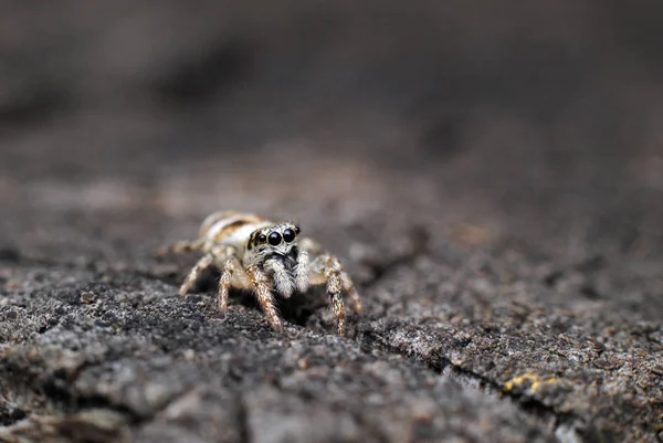 Schöne springende Spinne aus nächster Nähe in der Natur. — Stockfoto