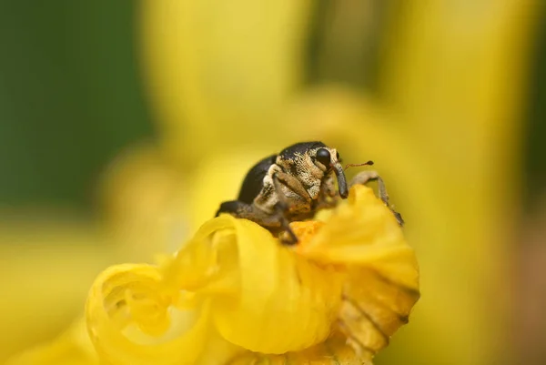 Weevil su fiore giallo. Mononychus punctumalbum macro — Foto Stock