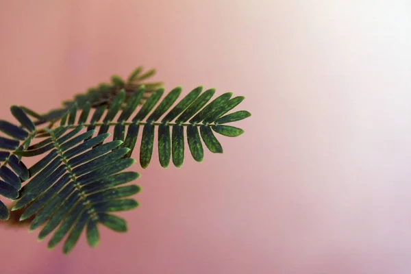 Primo piano delle foglie delle piante sensibili. Mimosa pudica. Bellissimo backgraund astratto . — Foto Stock