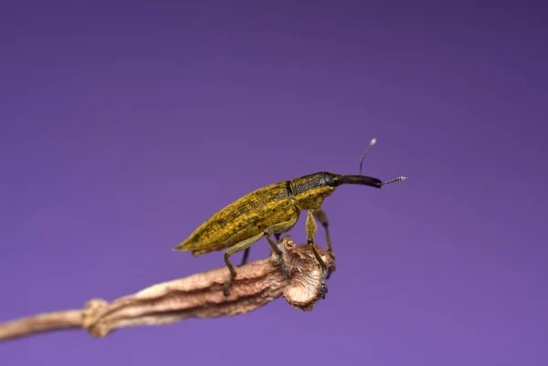 Brouk Lixus IRIDIS na purpurovém pozadí. Weevil na větvi. Čeleď Curculionidae — Stock fotografie