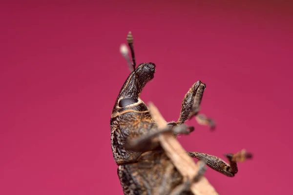 Weevil renkli bir arka plan üzerinde. Aile Curculionidae