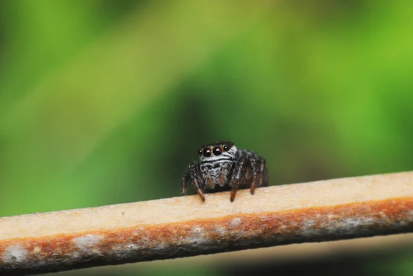 Hermosa araña saltando primer plano en la naturaleza . —  Fotos de Stock