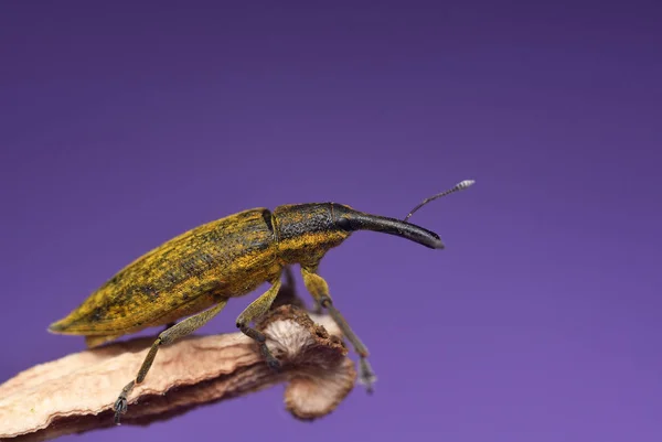 Escarabajo Lixus iridis sobre fondo púrpura. Weevil en rama. Familia Curculionidae — Foto de Stock