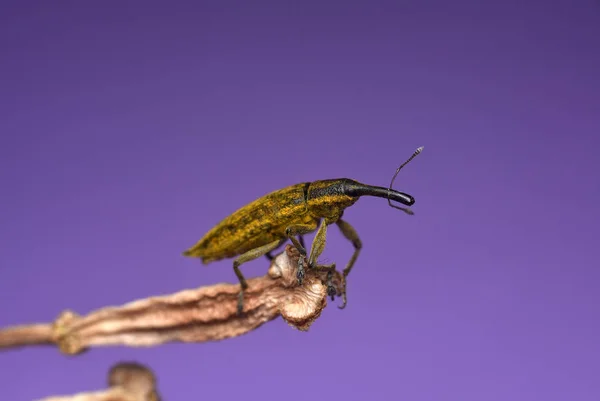 Beetle Lixus iridis mor bir arka plan üzerinde. Weevil şubede. Aile Curculionidae