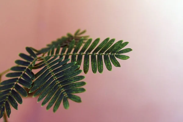 Zbliżenie wrażliwych liści roślin. Mimosa Pudica. Piękne streszczenie backgraund. — Zdjęcie stockowe