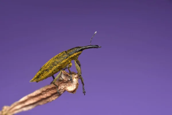 Escarabajo Lixus iridis sobre fondo púrpura. Weevil en rama. Familia Curculionidae — Foto de Stock