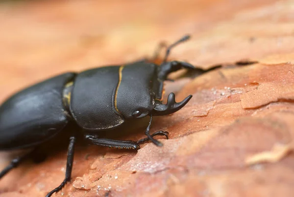 Lesser stag beetle in natural habitat. Dorcus parallelipipedus