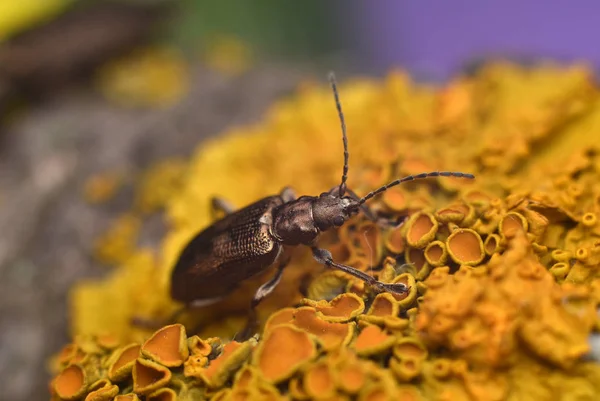 Bruine kever stoelen op oranje korstmossen, xanthoria dooiermos groeit op boom schors. — Stockfoto