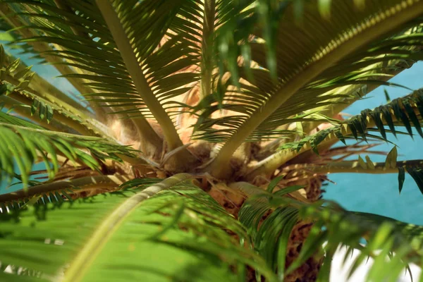 Palm tree low angle view. Closeup photo